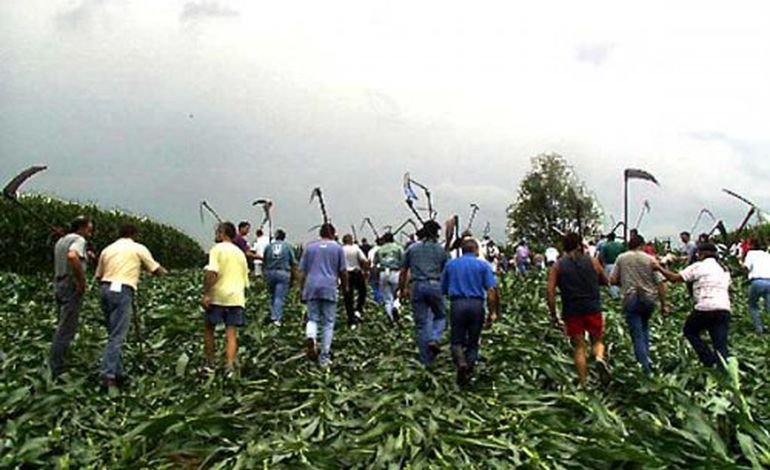 Fauchage de maïs OGM : 600 euros d'amendes requis contre le vice président de la région Basse Normandie