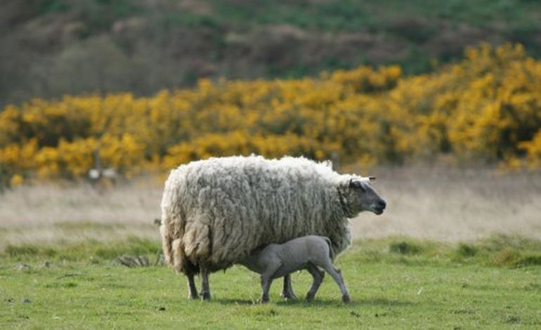 Deux élevages ovins du Calvados touchés par le virus Schmallenberg