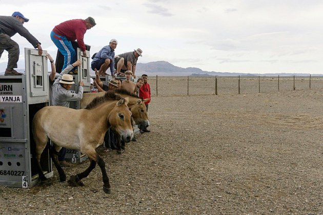 Les chevaux de Przewalski volent vers la Mongolie, leur terre d'origine