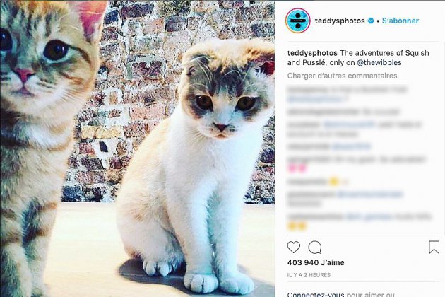 Hors Normandie. Ed Sheeran ouvre un compte Instagram pour ses chats
