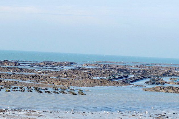 Agon-Coutainville. Comptage des pêcheurs à pied en Normandie pendant les grandes marées