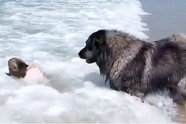 Gouville-sur-Mer. [Vidéo] Un chien secourt une petite fille sur une plage de Normandie