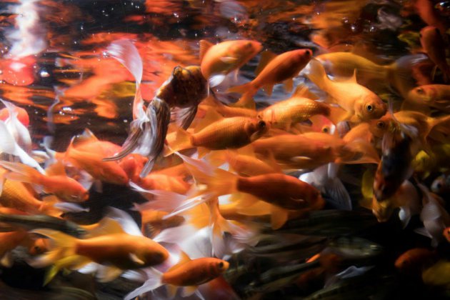 À l'Aquarium de Paris, un refuge pour poissons rouges abandonnés