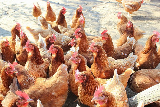 Hérouville-Saint-Clair. Calvados : les "poulets" enquêtent sur un vol de plus de 200 volailles