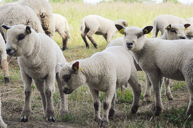 Le-Havre. Quinze moutons en mauvaise santé dans les rues du Havre