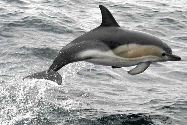 Rade de Brest: un maire restreint la baignade à cause d'un dauphin en rut