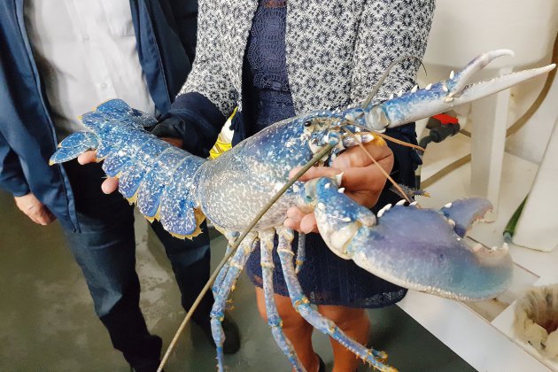 Cherbourg. [Vidéo] Un pêcheur confie un homard bleu de 2,6 kilos à la Cité de la Mer