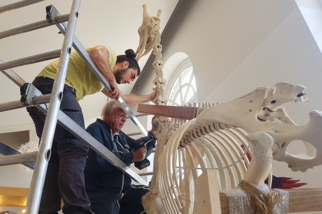 Le-Havre. Le squelette d'une girafe accueille les visiteurs au Muséum du Havre