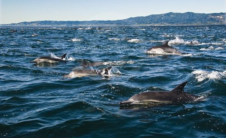 Des images d'un impressionant banc de dauphins
