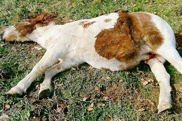 Caen. Calvados : un poney abattu près d'une habitation