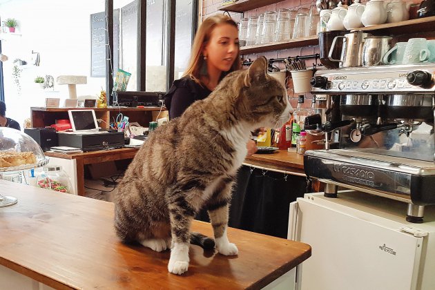 Rouen. Rouen : en un an, le Café Moustache a fait de nombreux chats heureux