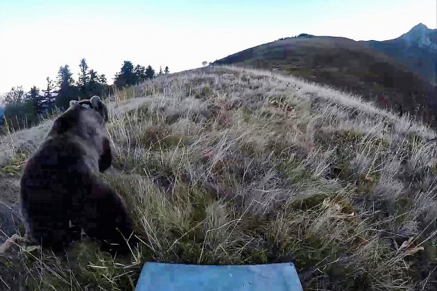 La France renforce la population d'ours dans les Pyrénées en relâchant deux femelles