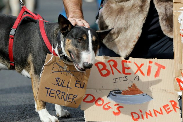 "Ouaférendum": chiens et maîtres défilent à Londres contre le Brexit