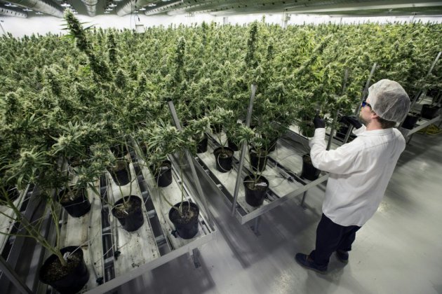 Légalisation du cannabis récréatif au Canada: mode d'emploi