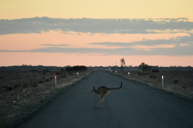 Sécheresse de tous les dangers pour les kangourous et émeus d'Australie