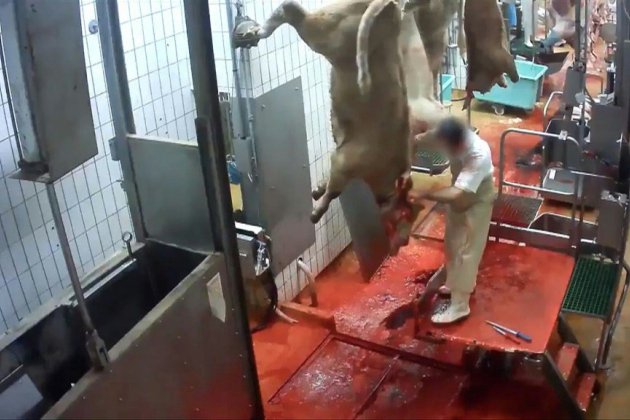 Nouveau scandale de maltraitance animale dans un abattoir de l'Indre
