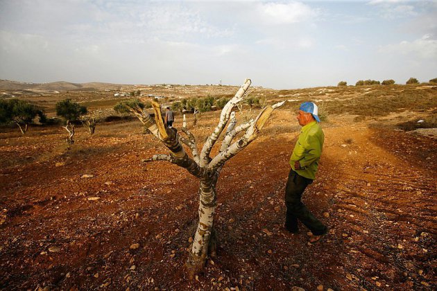 L'olivier de Cisjordanie, arbre de paix et victime collatérale du conflit israélo-palestinien