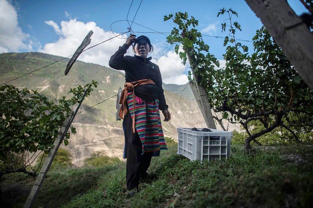 Face à l'Himalaya, un vin chinois vole "au-dessus des nuages"