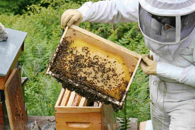 Rouen. Bientôt des ruches participatives à Rouen ?