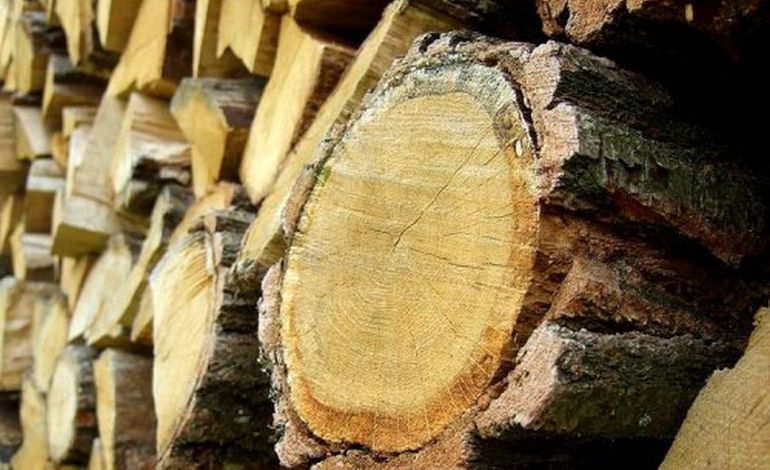 Le bois : une filière prometteuse dans le Nord Cotentin