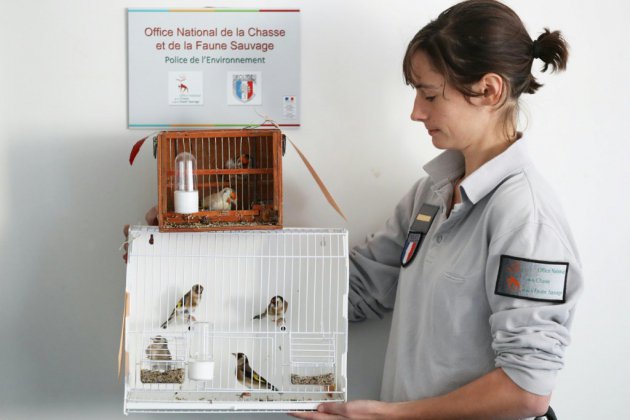 À la frontière franco-italienne, haro sur les trafics d'oiseaux protégés