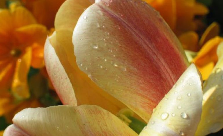 Cherbourg : 55 000 tulipes contre le cancer