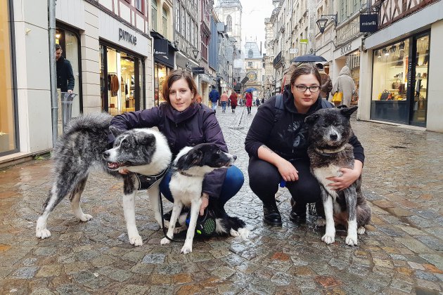 Rouen. Un projet de bar à chiens à Rouen
