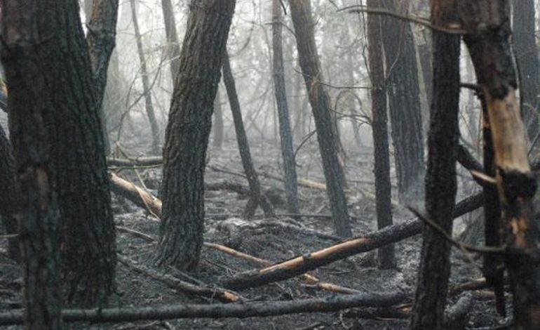 PHOTOS Lande de Lessay: 15 hectares partis en fumée ! 