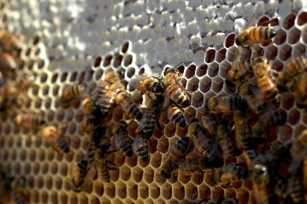 Un vaccin pour les abeilles face à "l'apocalypse des insectes"