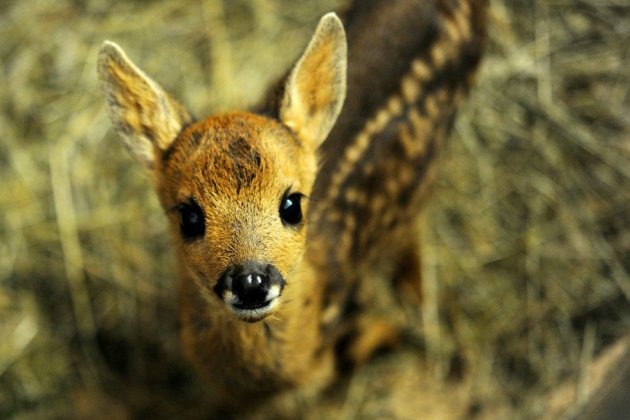Un braconnier américain condamné à visionner "Bambi"