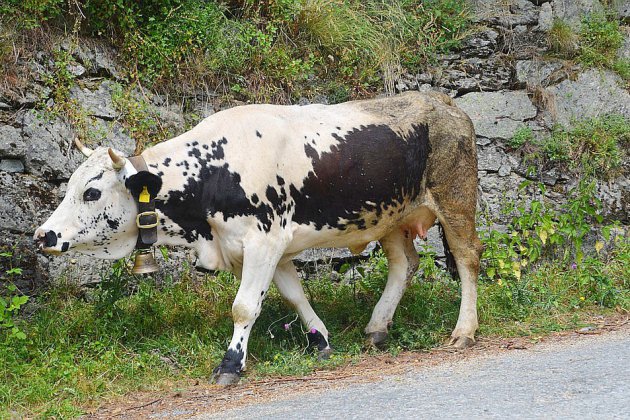Caen. Manche : des bovins en divagation provoquent deux accidents