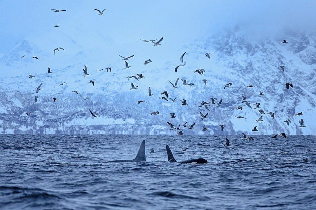 Climat: la grande migration des orques vers le nord