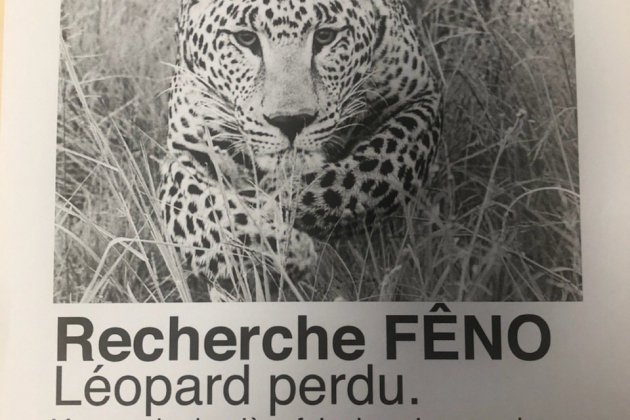 Caen. Fêno : léopard perdu, de mystérieuses affichettes placardées à Caen