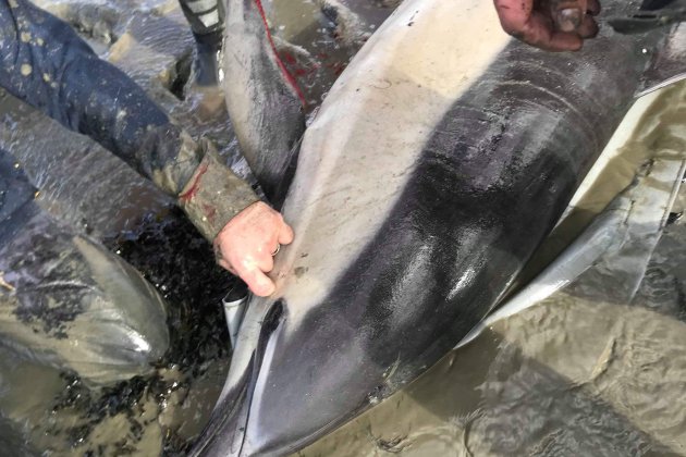 Saint-Vaast-la-Hougue. Cinq dauphins échoués dans le Cotentin : le témoignage d'un bénévole