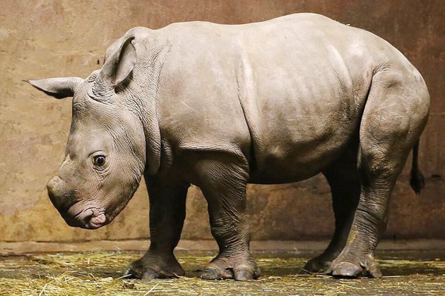 Lisieux. Zoo de Cerza : le bébé rhinocéros né en décembre s'appelle Kwanza