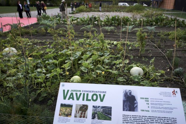 Des légumes rustiques relancés grâce à la mémoire russe des semences