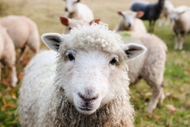Vaubadon. Calvados : dix moutons tués dans l'incendie d'un bâtiment agricole