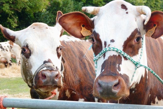 Hotot-en-Auge. Incendie dans une ferme du Calvados : 160 vaches sauvées