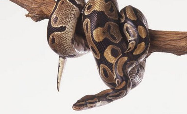 Un python s'échappe d'un appartement à Vimoutiers