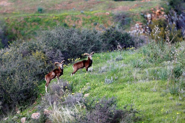 Emblématiques de Chypre, les mouflons suscitent l'ire des agriculteurs