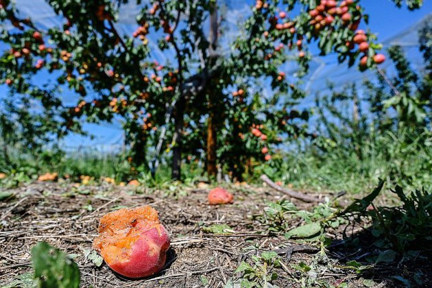 Intempéries en Rhône-Alpes: l'agriculture "en souffrance" face à des pertes colossales