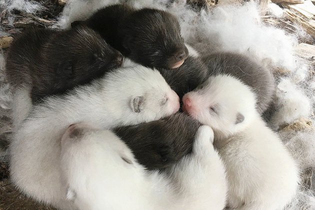 Hermival-les-Vaux. Zoo de Cerza : Les renards polaires ont donné naissance à dix petits !