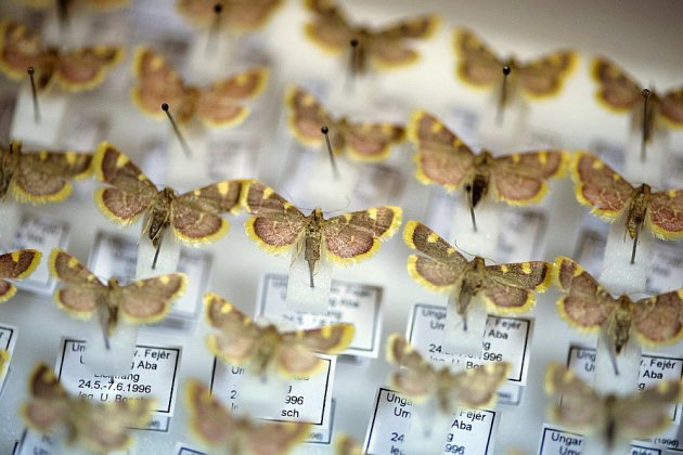 "Apocalypse des insectes": le trésor des entomologistes de Krefeld