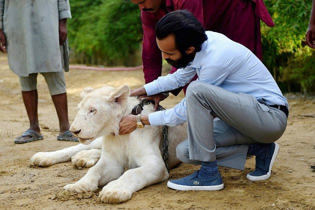 Au Pakistan, des lions comme animaux de compagnie