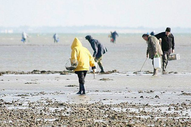 Veulettes-sur-Mer. La pêche de coquillages filtreurs interdite en Seine-Maritime