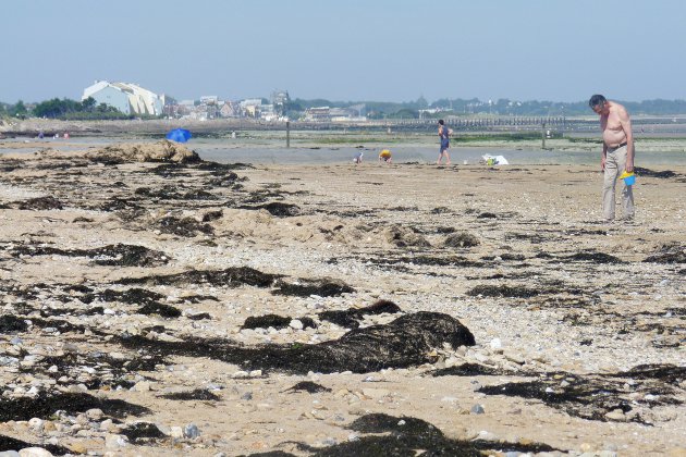Bernières-sur-Mer. Les algues sur le littoral du Calvados : un phénomène naturel