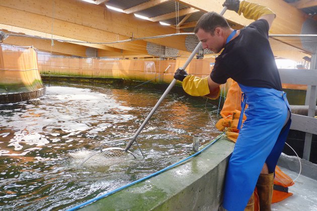 Géfosse-Fontenay. La ferme des saumons d'Isigny : un élevage innovant et 100% normand