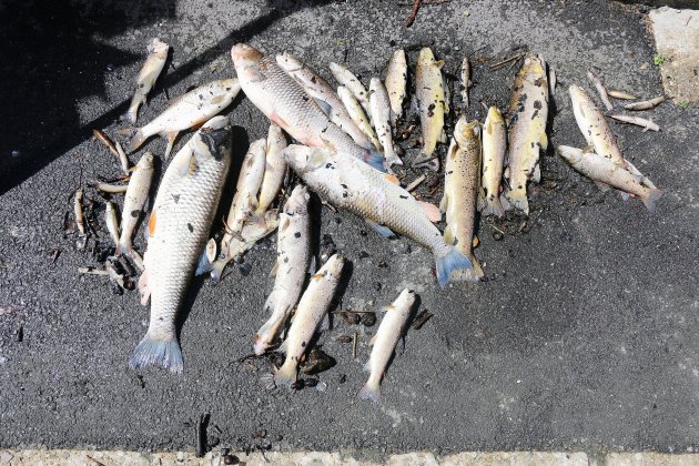 Évreux. Eure : la consommation de poissons pêchés dans la Seine interdite