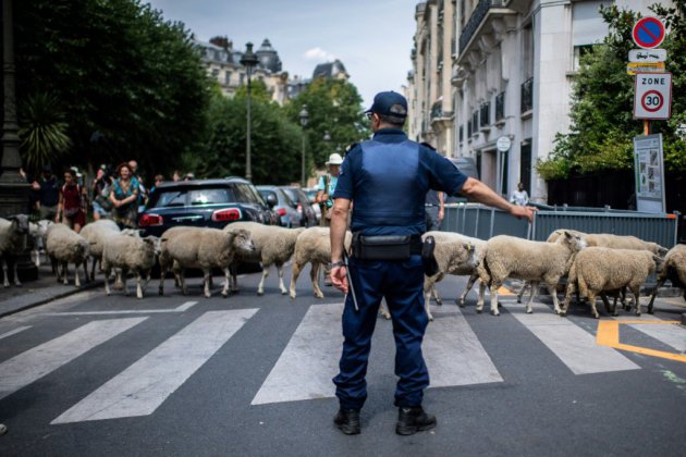 Transhumance urbaine: à Paris, les brebis traversent dans les clous