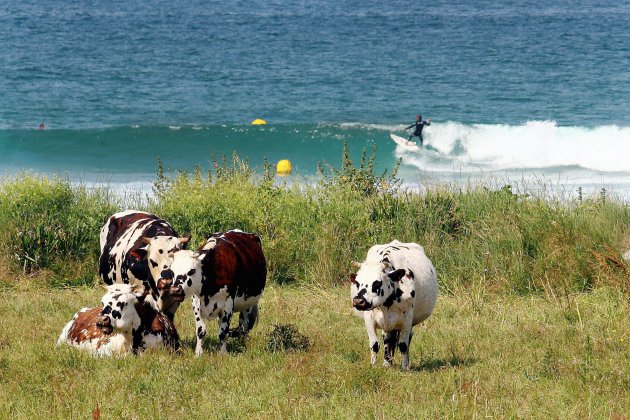 Életot. Près de Fécamp, trois vaches apeurées sont bloquées sur une falaise